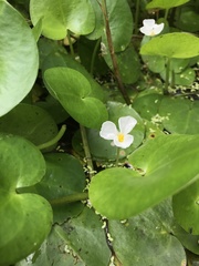 Hydrocharis dubia
