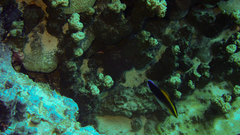 Labroides pectoralis