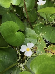 Hydrocharis dubia