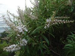 Veronica stenophylla stenophylla