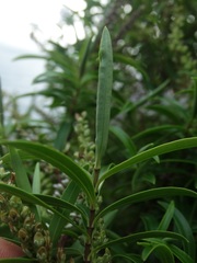 Veronica stenophylla stenophylla