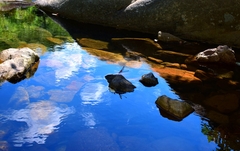 Archineura incarnata