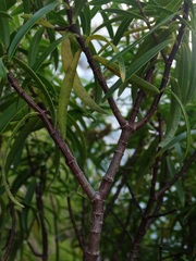 Veronica stenophylla stenophylla