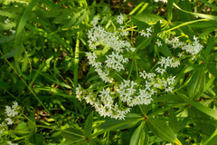 Galium rubioides