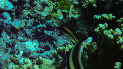 Labroides pectoralis