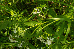 Galium rubioides