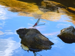 Archineura incarnata