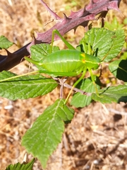 Barbitistes fischeri