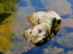 Archineura incarnata