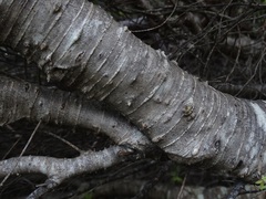 Veronica stenophylla stenophylla