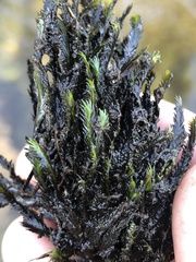 Fissidens grandifrons