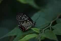 Hestina assimilis assimilis