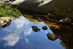 Archineura incarnata