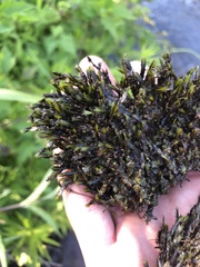 Fissidens grandifrons