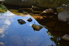 Archineura incarnata