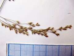 Poa urssulensis
