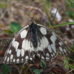 Melanargia galathea