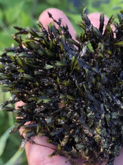 Fissidens grandifrons