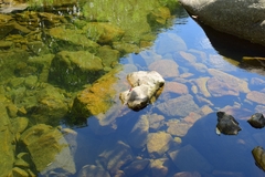 Archineura incarnata