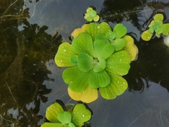 Pistia