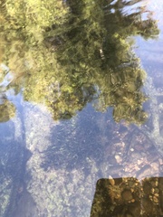 Fissidens grandifrons