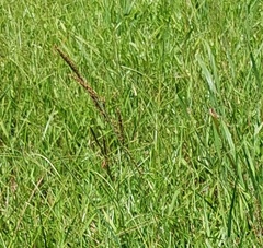 Paspalum urvillei
