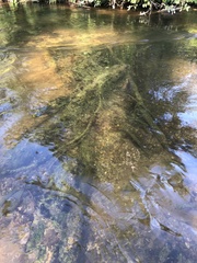 Fissidens grandifrons