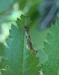 Orchestes pallicornis