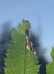 Orchestes pallicornis