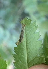 Orchestes pallicornis