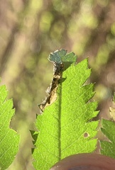 Orchestes pallicornis