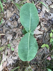 Asclepias variegata