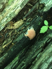 Reticularia splendens