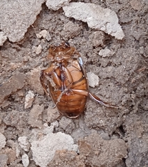 Dytiscus marginalis marginalis