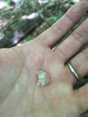 Reticularia splendens
