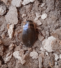 Dytiscus marginalis marginalis