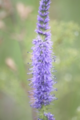 Veronica spicata