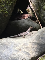 Anolis aquaticus