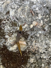 Sphaerodactylus grandisquamis