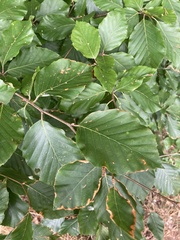 Fagus sylvatica