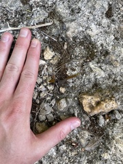 Sphaerodactylus grandisquamis