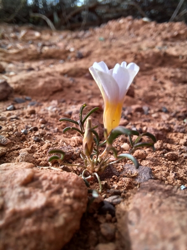 Image of Minileaf Sorrel (Oxalis burkei) by (c) Danie Palm, some rights reserved (CC BY)