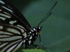 Hestina assimilis assimilis