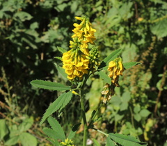 Melilotus altissimus