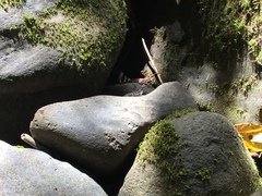 Anolis aquaticus