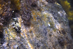Bovichtus angustifrons