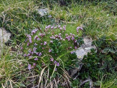 Silene acaulis