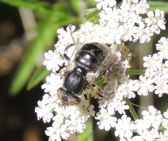 Eristalinus sepulchralis