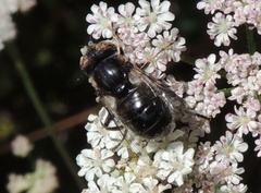 Eristalinus sepulchralis