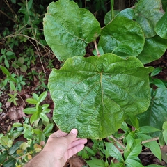 Coccoloba pubescens
